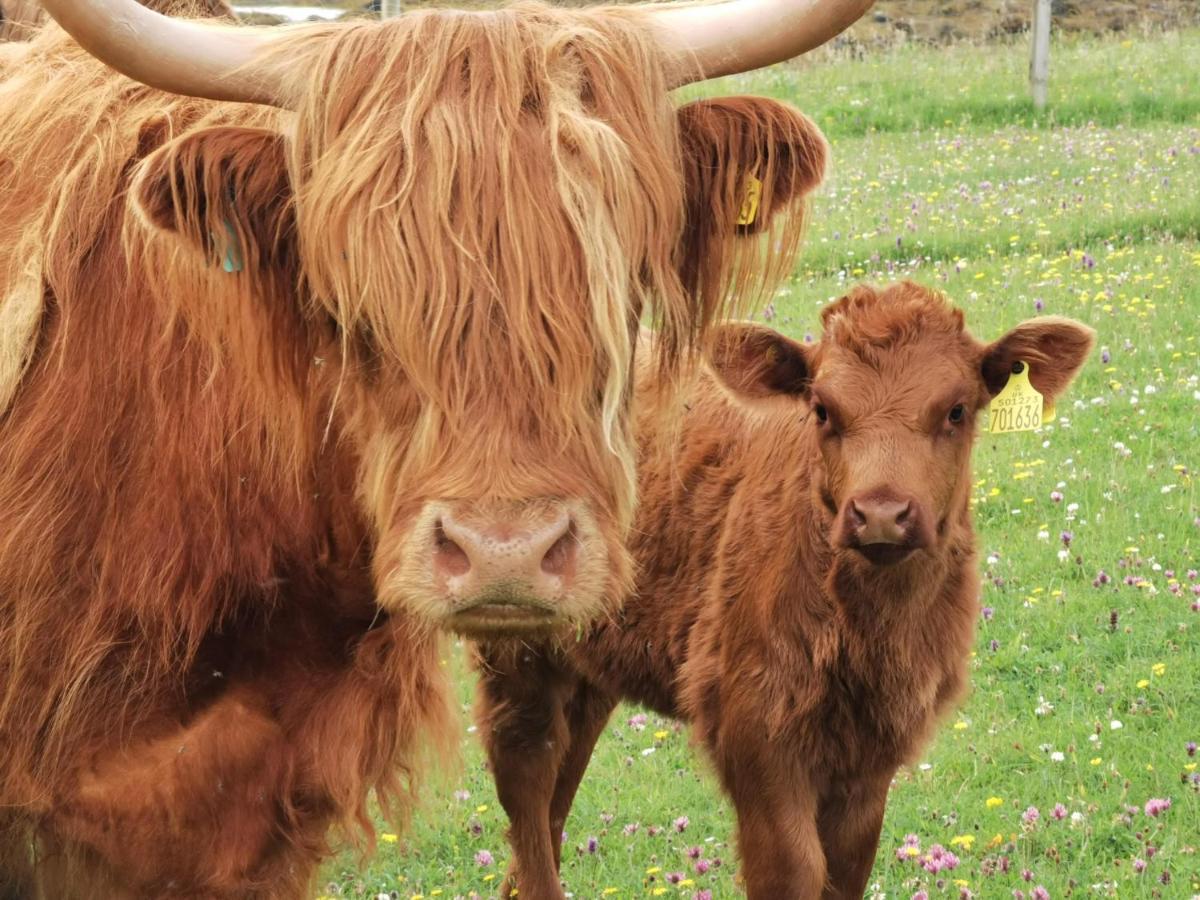 Oban Youth Hostel Экстерьер фото Highland cattle